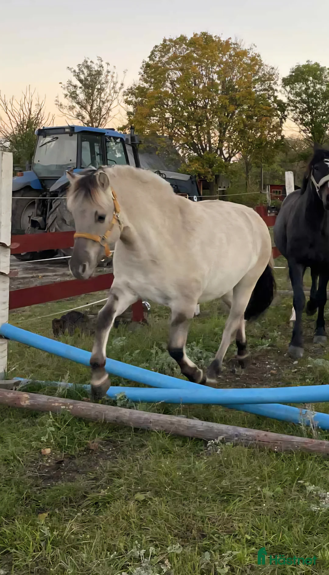 Allround hästar till salu: Härlig kille i Stånga - Annons 2