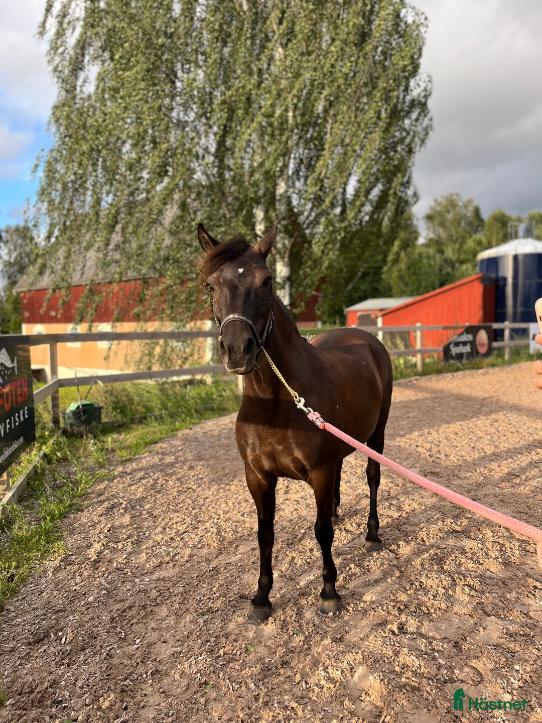 Hoppning hästar till salu: Perfekt allround ponny i Årjäng - Annons 4