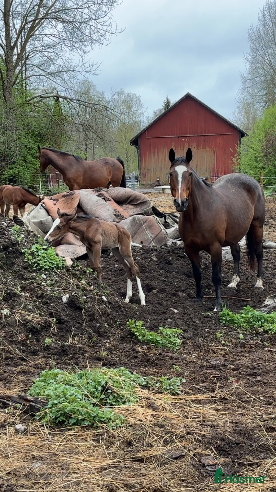 Hoppning hästar till salu: Perfekt pensionärsridhäst i Örebro - Annons 2