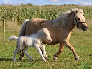 hästar Palomino shetlandsponyhoppe - Annons 1