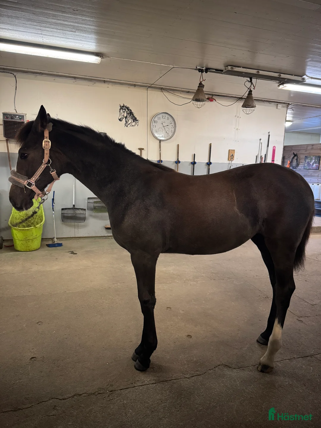 Hoppning hästar till salu: Lovande stoföl e.Plot Pearl Zäta JL - Annons 4