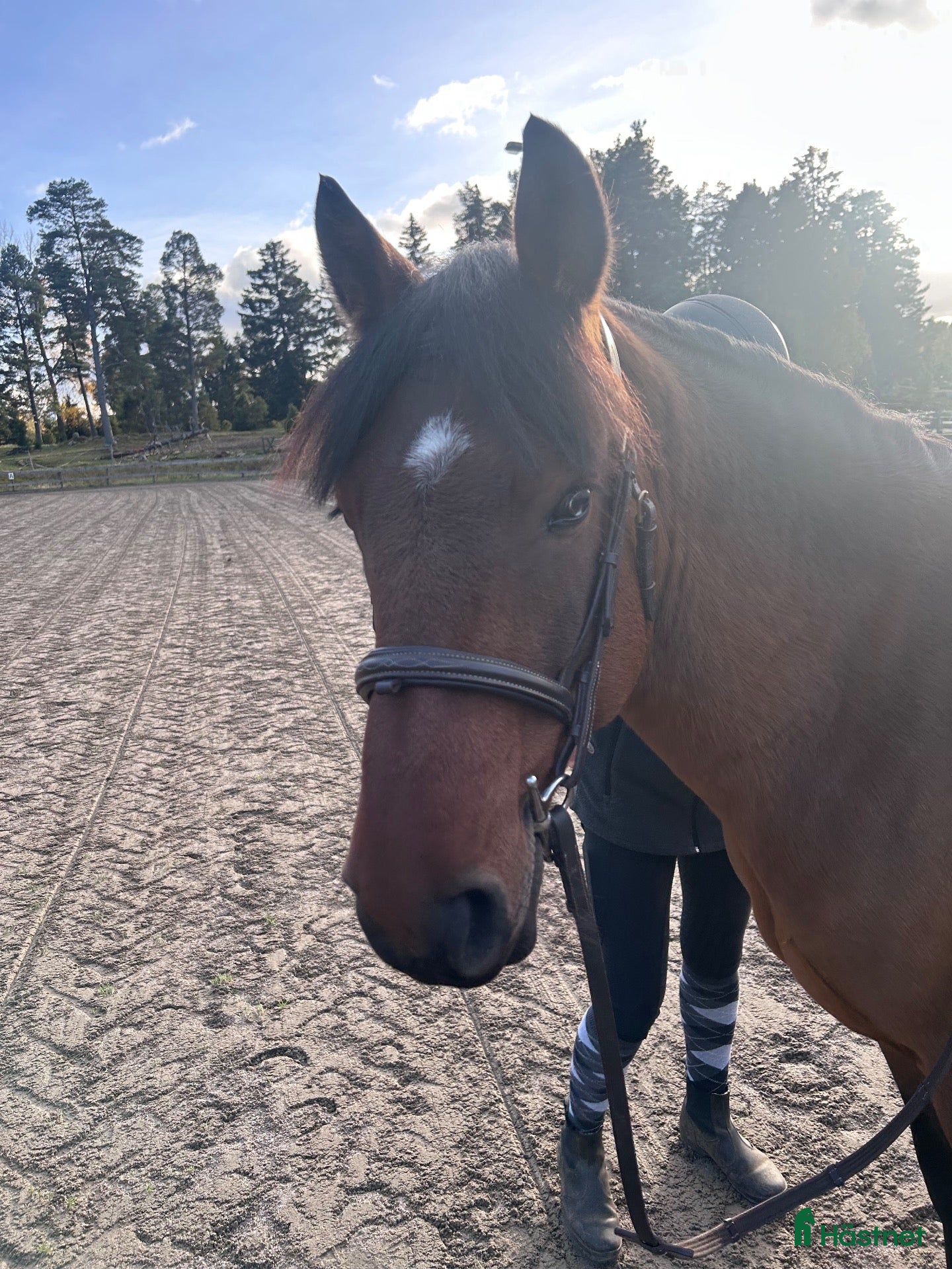  hästar till salu: Okomplicerad och modig c-ponny - Annons 2