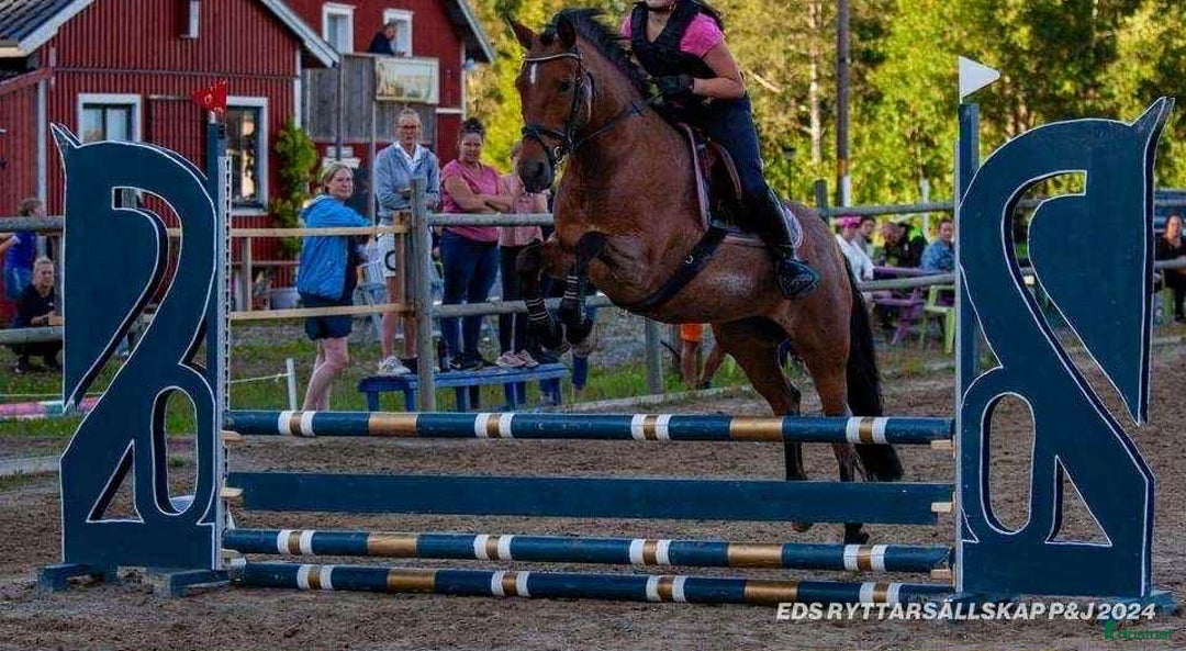 Allround hästar till salu: Fantastisk ponny  i Lidköping - Annons 4