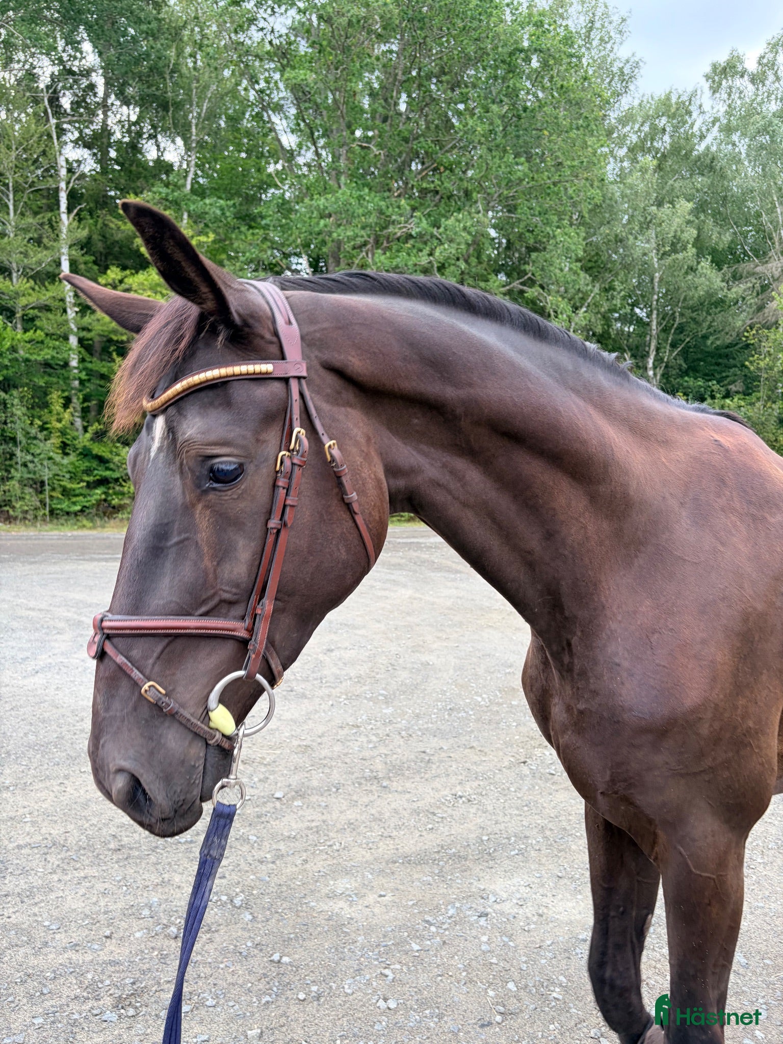  hästar 3 åring med kvalité 🌟🌟 - Annons 1