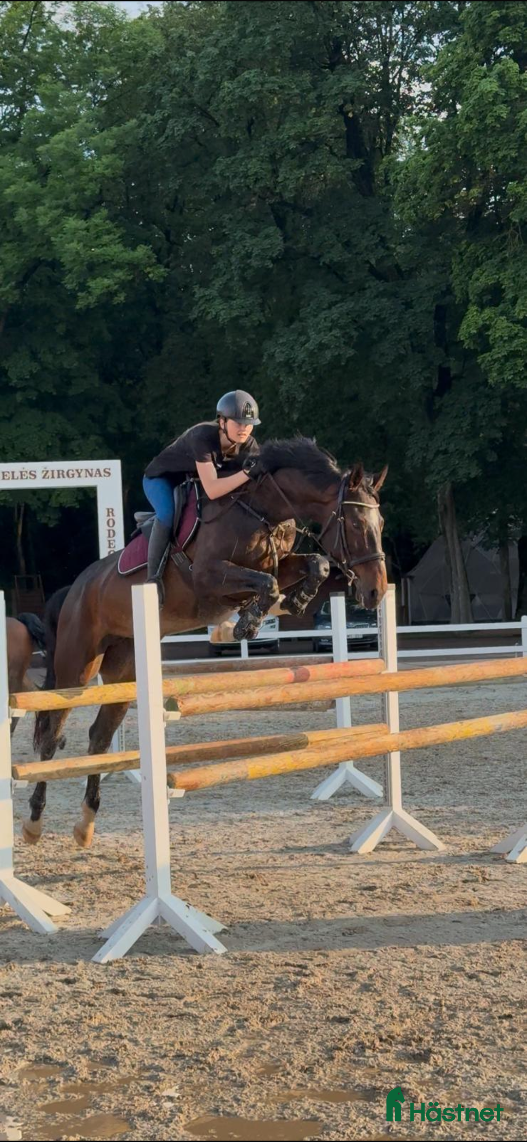 Hoppning hästar till salu: Fantastisk tävlingshäst i Borås - Annons 2