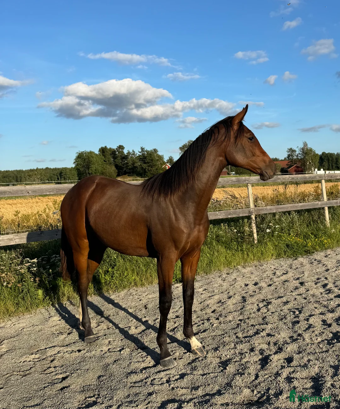 Hoppning hästar till salu: Sportigt sto 2 år e. Diero Lux - Annons 3