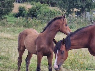 stallplats finnes: lösdriftskompis till hingst f 25 i Fjärdhundra - Annons 1