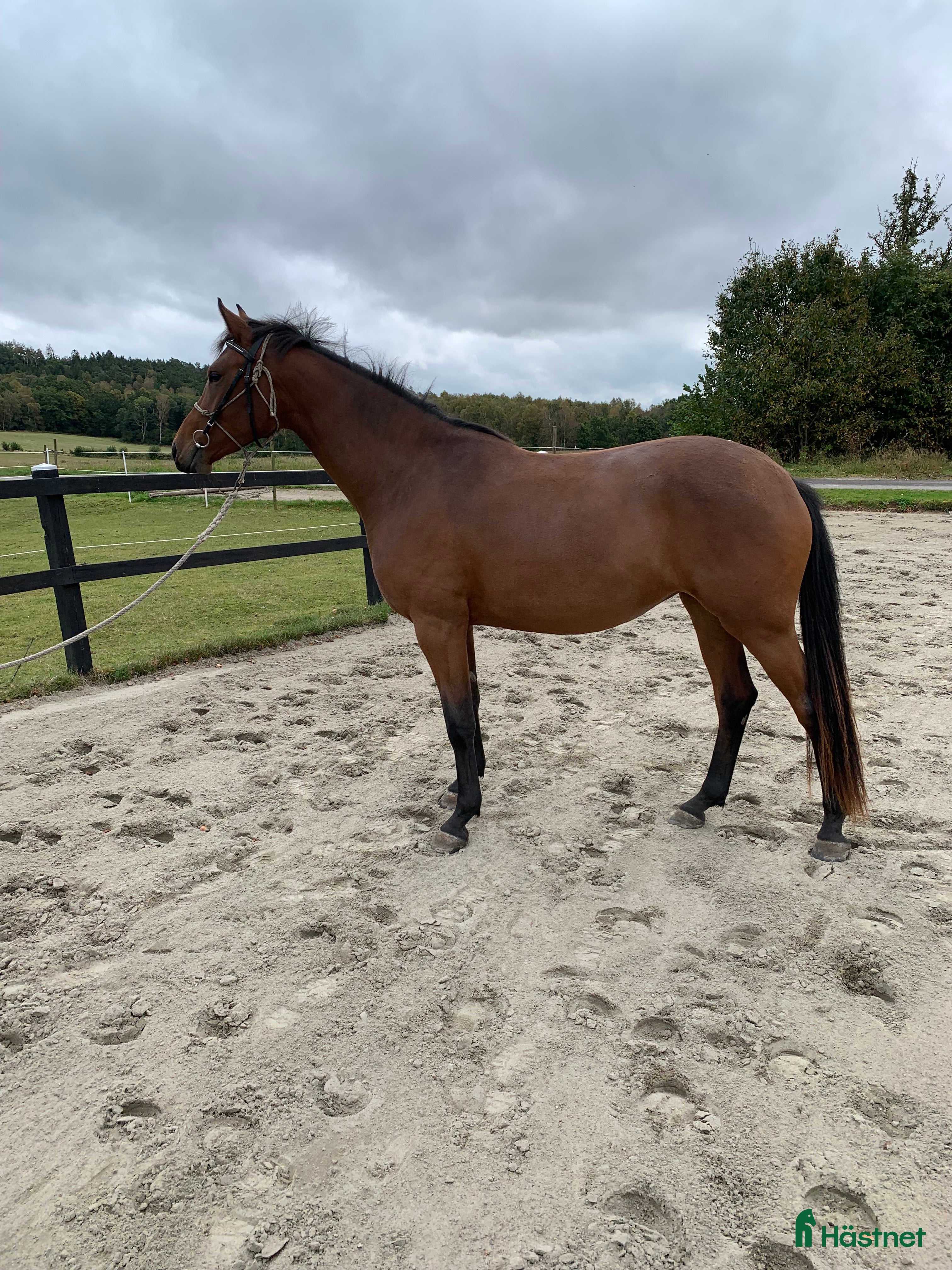  hästar 2 årigt sto i Tvååker - Annons 21