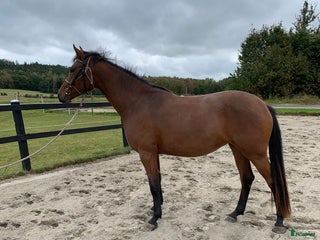 Dressyr hästar till salu: 2 årigt sto i Tvååker - Annons 1