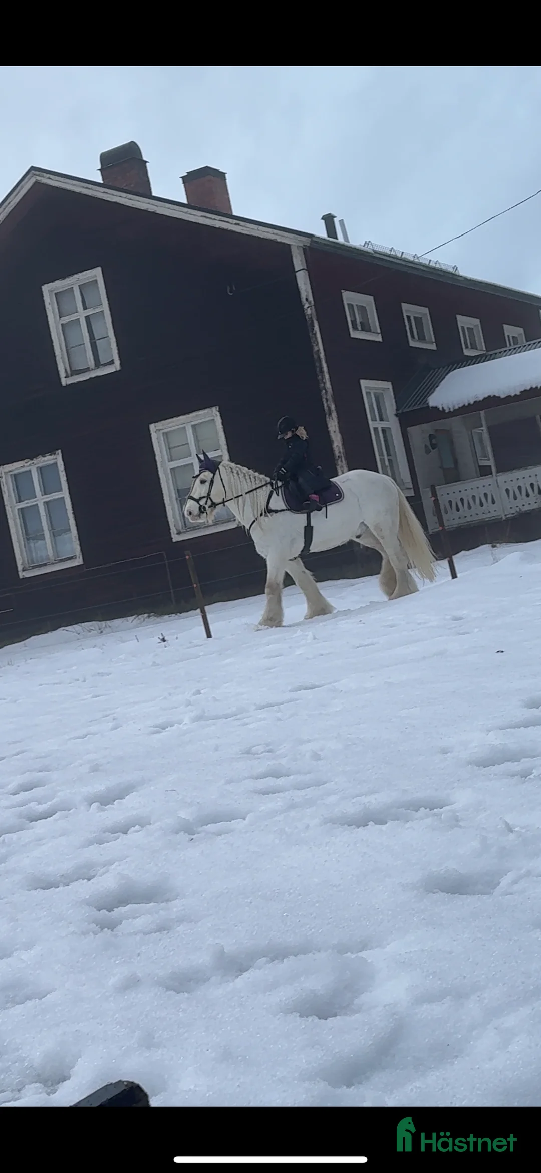 Allround hästar till salu: Vitt prins - Annons 5