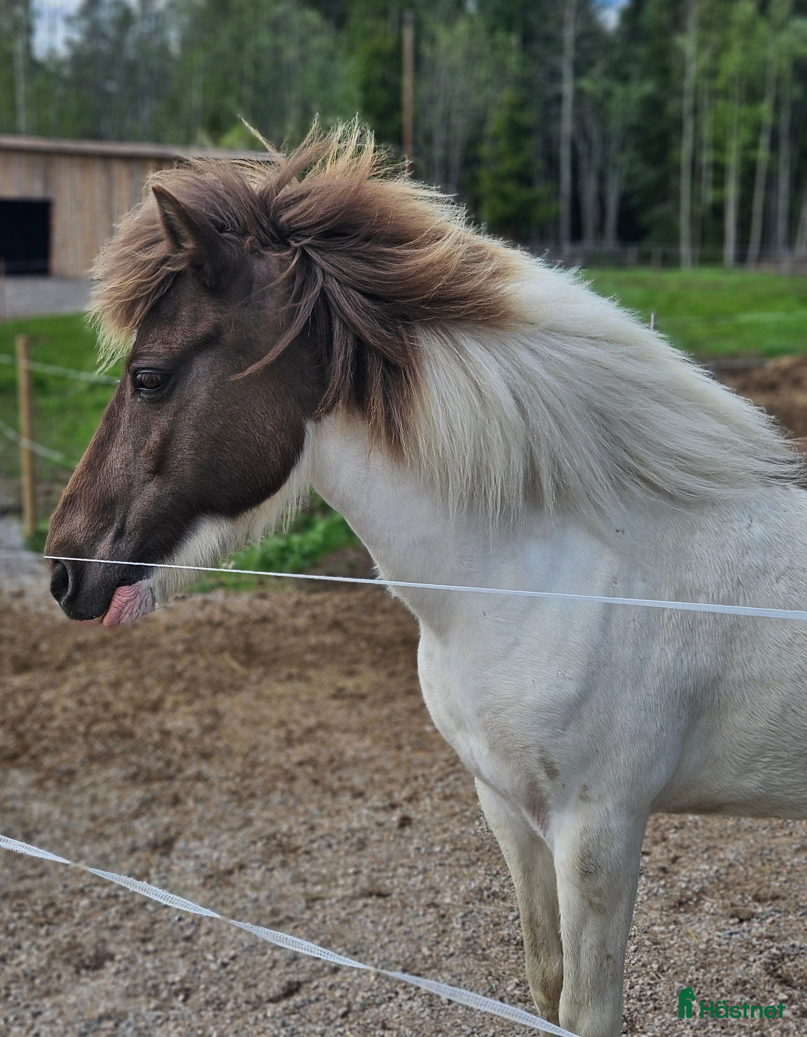  hästar Dräktigt islandssto i Matfors - Annons 7