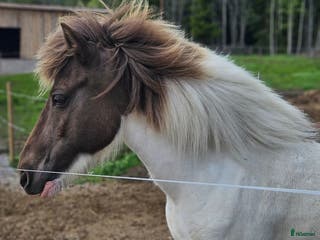 hästar Dräktigt islandssto i Matfors - Annons 2