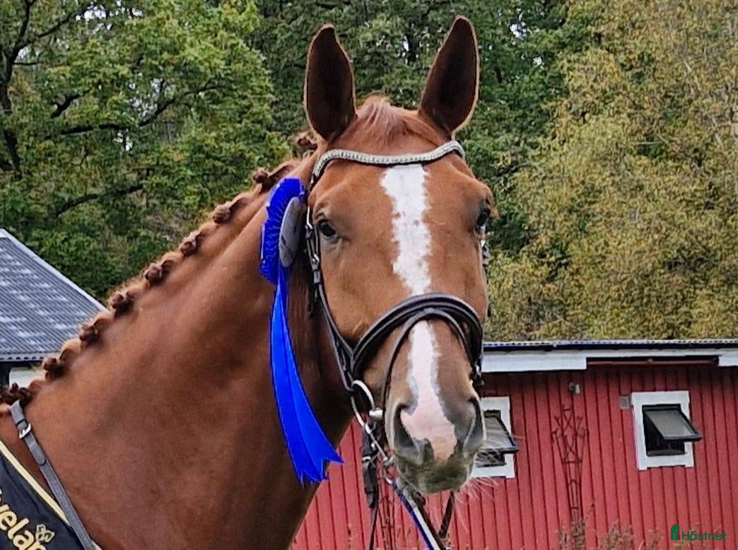  hästar till salu: Talangfull valack för träning och tävling  - Annons 1