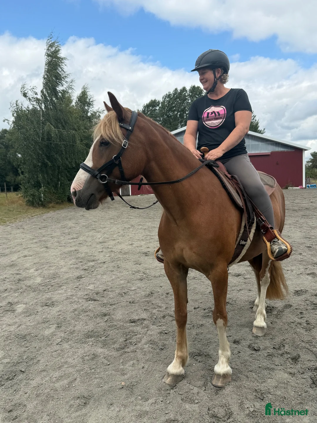 Allround hästar till salu: Trevlig tjej!  - Annons 1