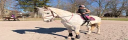 Allround hästar till salu: Okomplicerade allround häst 🐴 - Annons 2