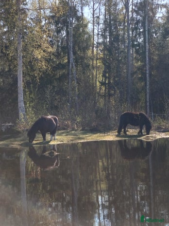 foderhäst i Stugun - Annons 12