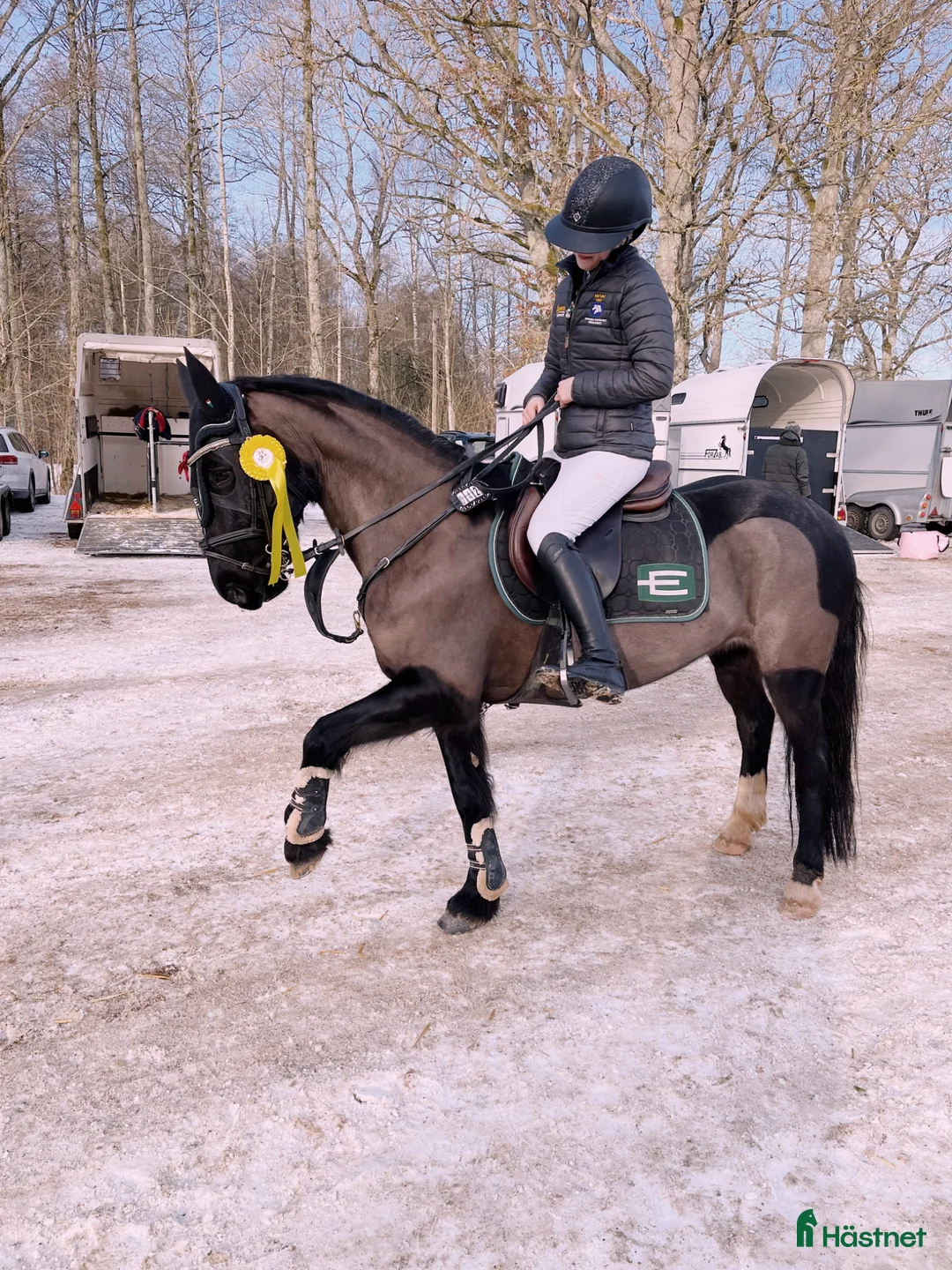 Allround hästar till salu: Framtida rosettplockare - Annons 1