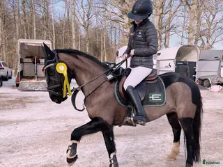 hästar Framtida rosettplockare - Annons 4