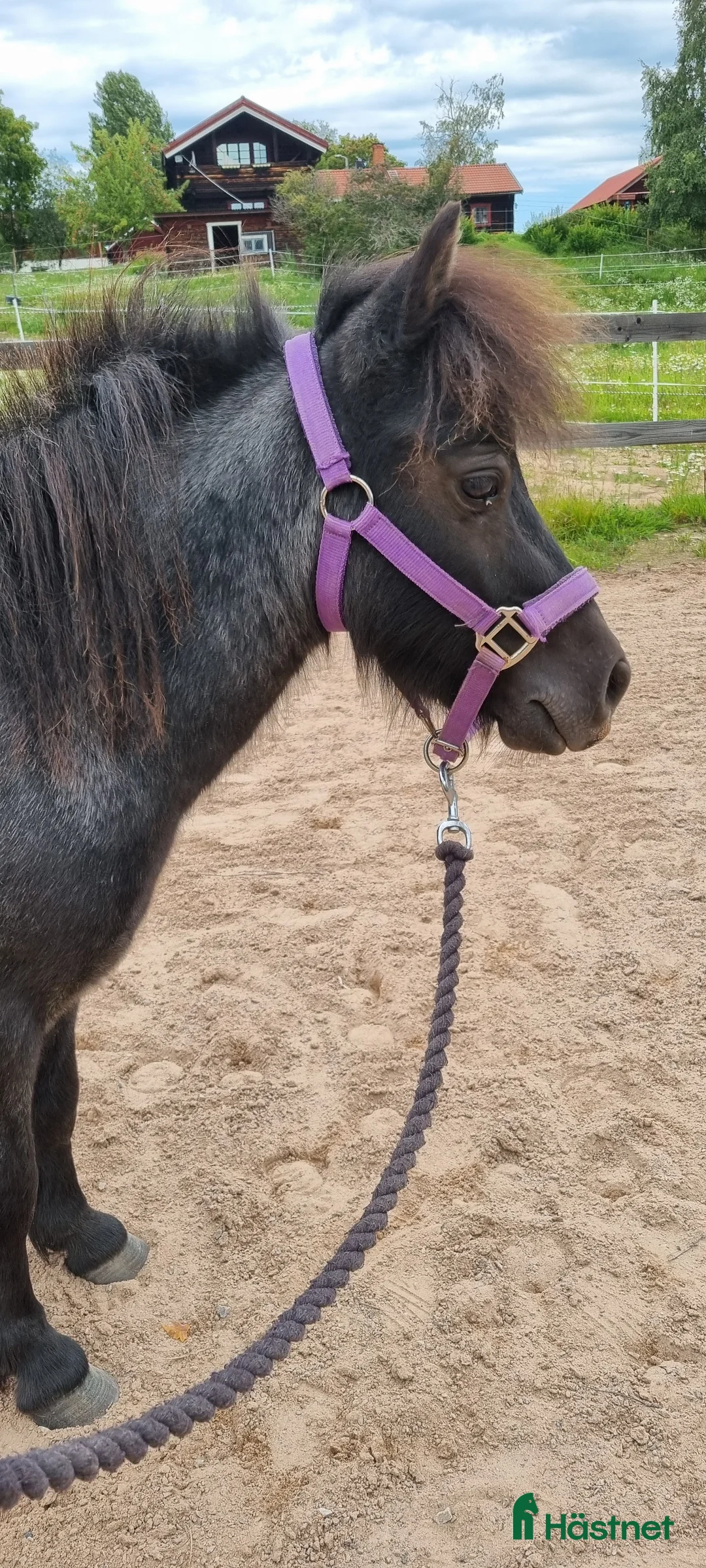 Körning hästar till salu: Väl inkörd valack. Bruks/ponnytrav. - Annons 3