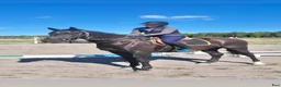 Dressyr hästar till salu: Trevlig, social och nyfiken valack.  - Annons 1