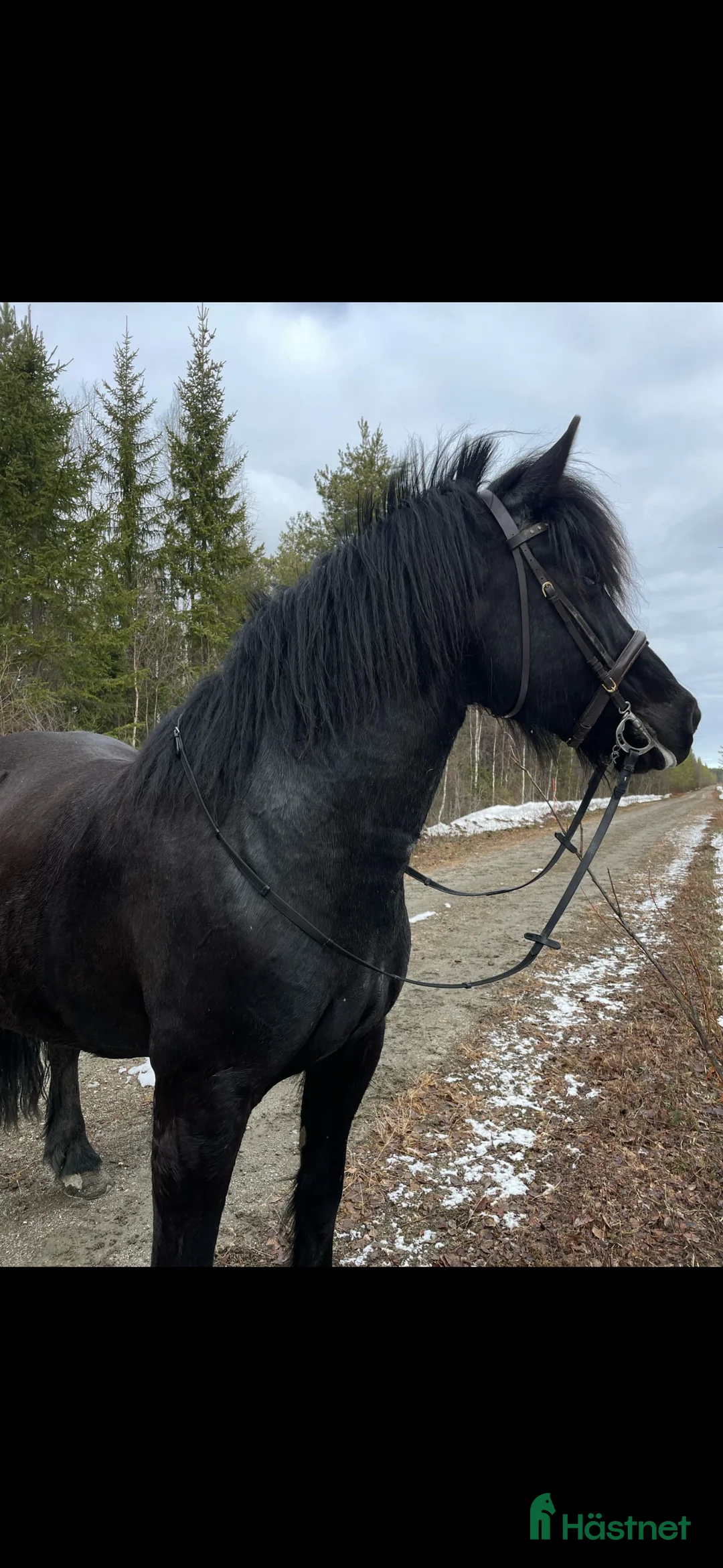 Allround hästar till salu: Vacker underbart kallblodsto i Lycksele - Annons 9