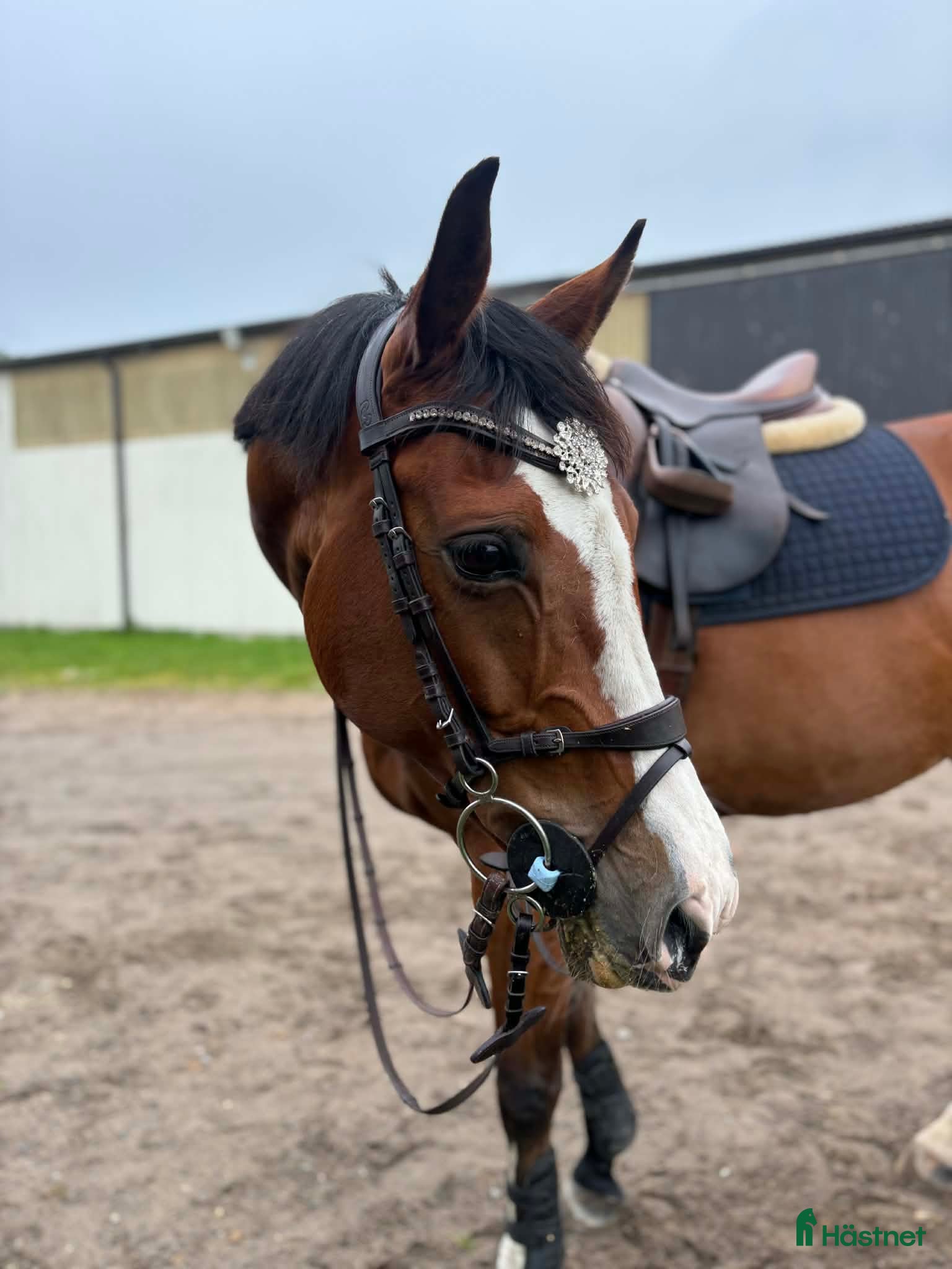  hästar Sto med härlig personlighet ⭐️ - Annons 16