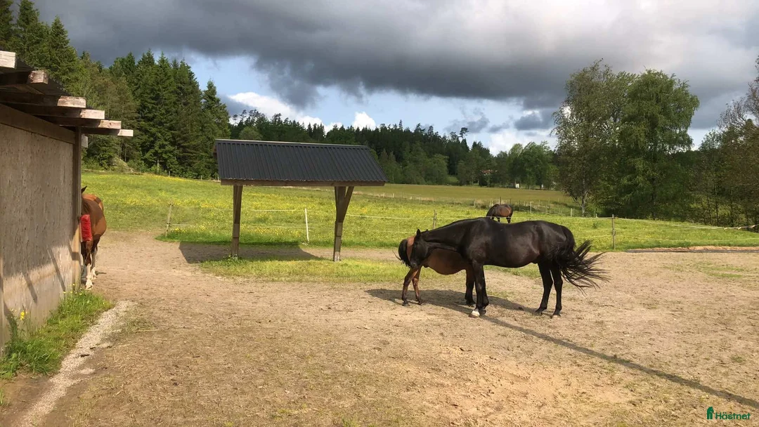  stallplats finnes: Lösdrift med flera Ligghallar - Annons 6