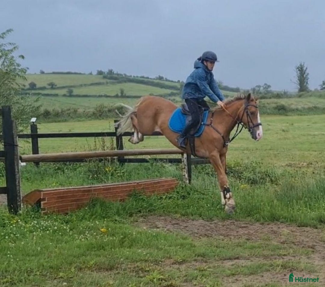 Hoppning hästar till salu: Amazing pony i Göteborg - Annons 1