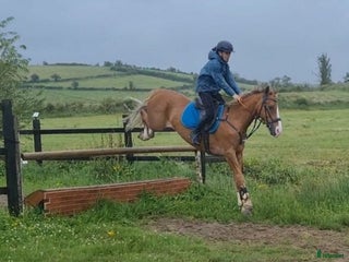 Hoppning hästar till salu: Amazing pony i Göteborg - Annons 2