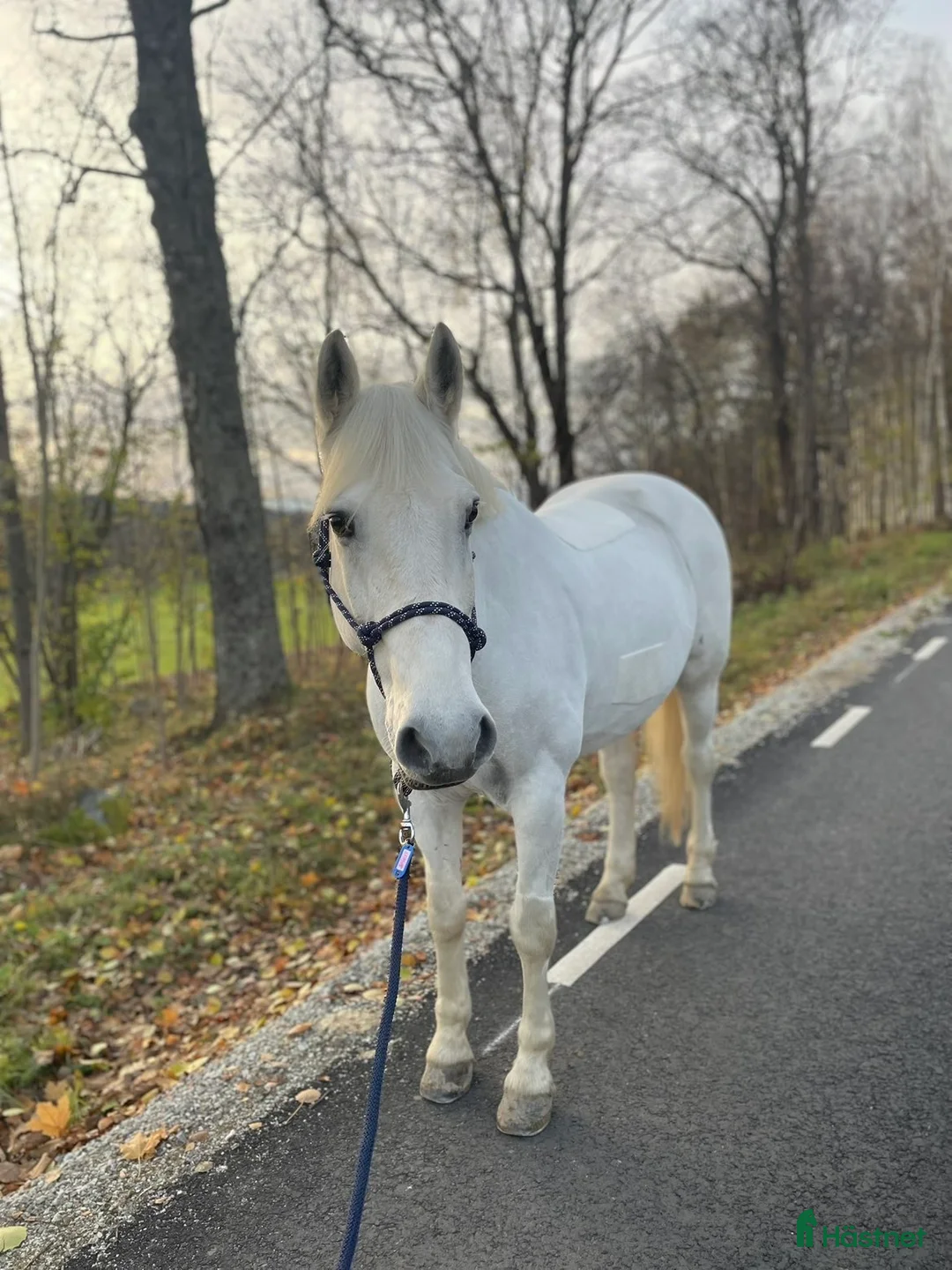 Allround hästar till salu: Skogsmulle - Annons 1
