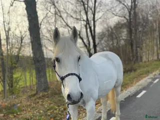 hästar Skogsmulle - Annons 1