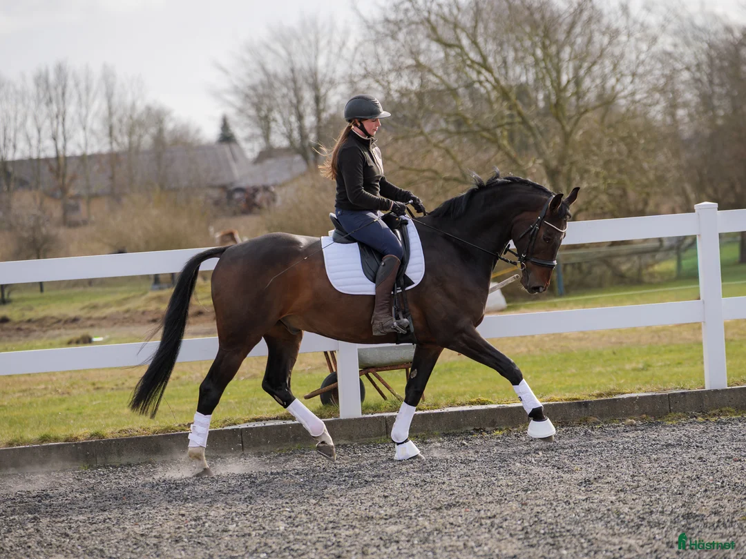 Dressyr hästar till salu: Dressyrvalack - Annons 2