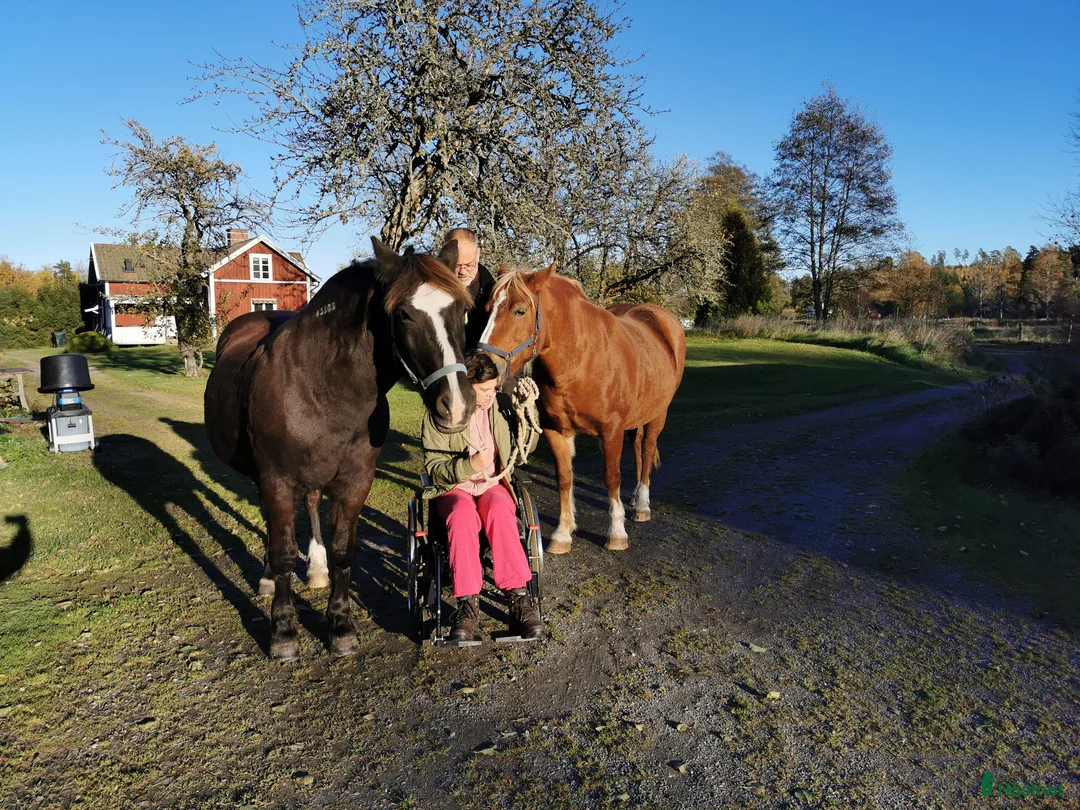 Allround hästar sökes: Söker fortfarande en bästa fyrfoting - Annons 1