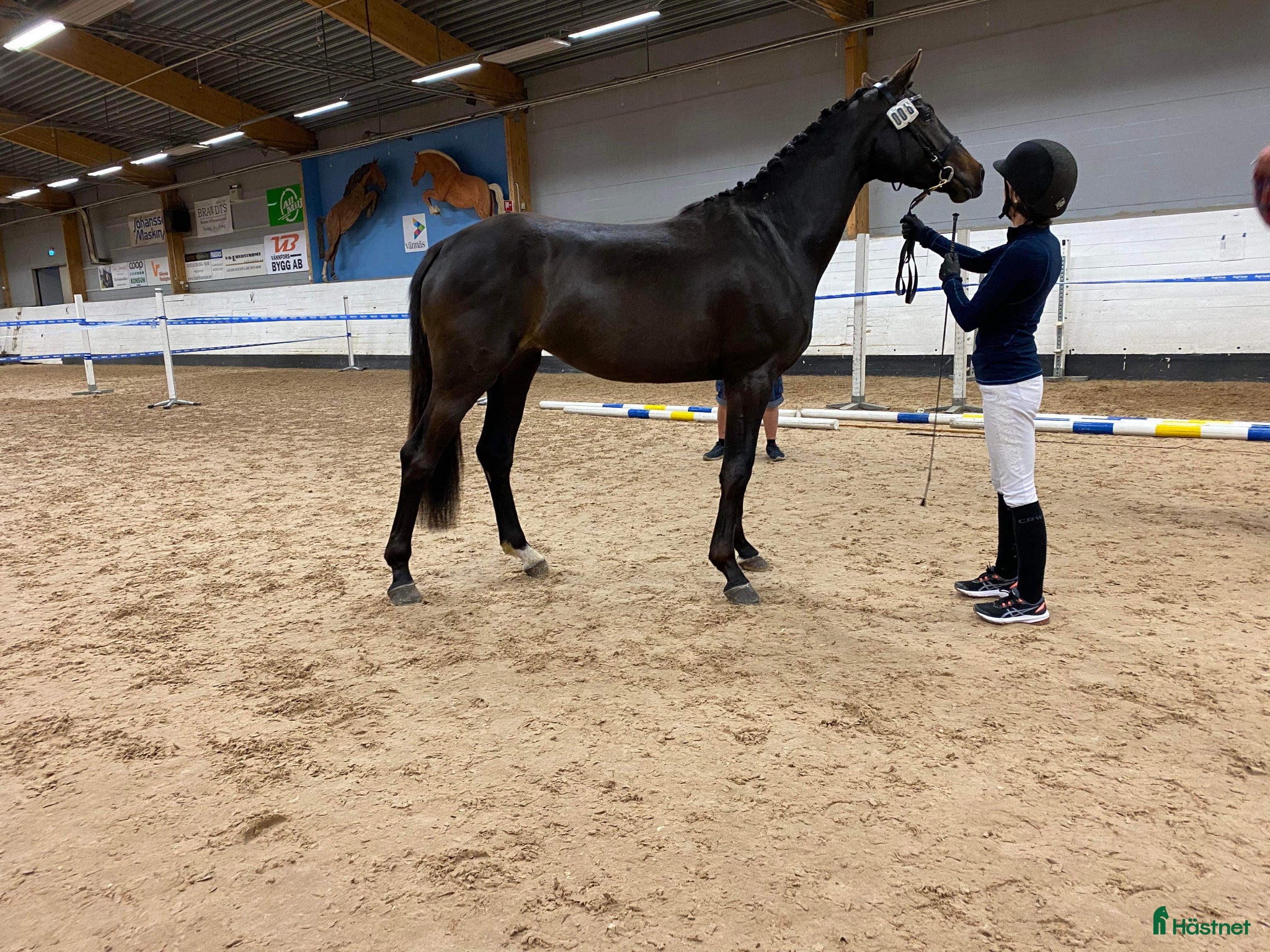  hästar Bästa ridkompis - Annons 2