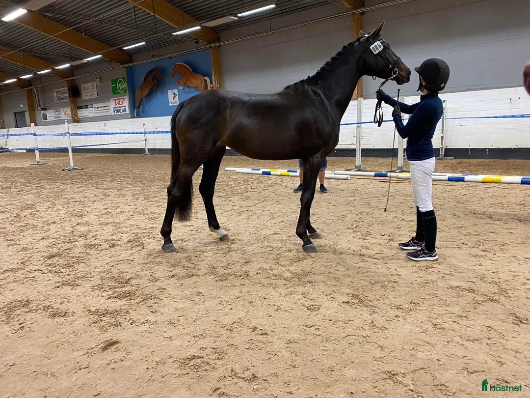 Dressyr hästar till salu: Bästa ridkompis - Annons 2