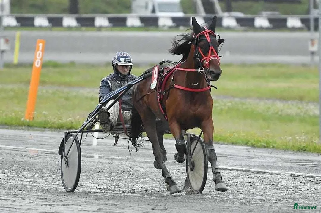 Trav hästar till salu: Musse söker nytt hem i Ånäset - Annons 1