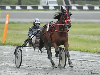 hästar Musse söker nytt hem i Ånäset - Annons 9