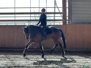 hästar Super söt bästa vän! i Vellinge - Annons 18