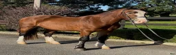 Allround hästar till salu: Stunning Welsh cob - Annons 1