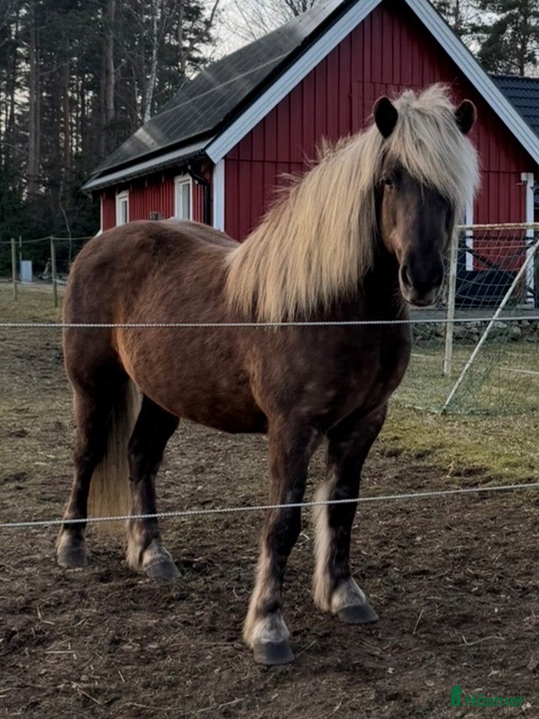  hästar Islandssto - Annons 6