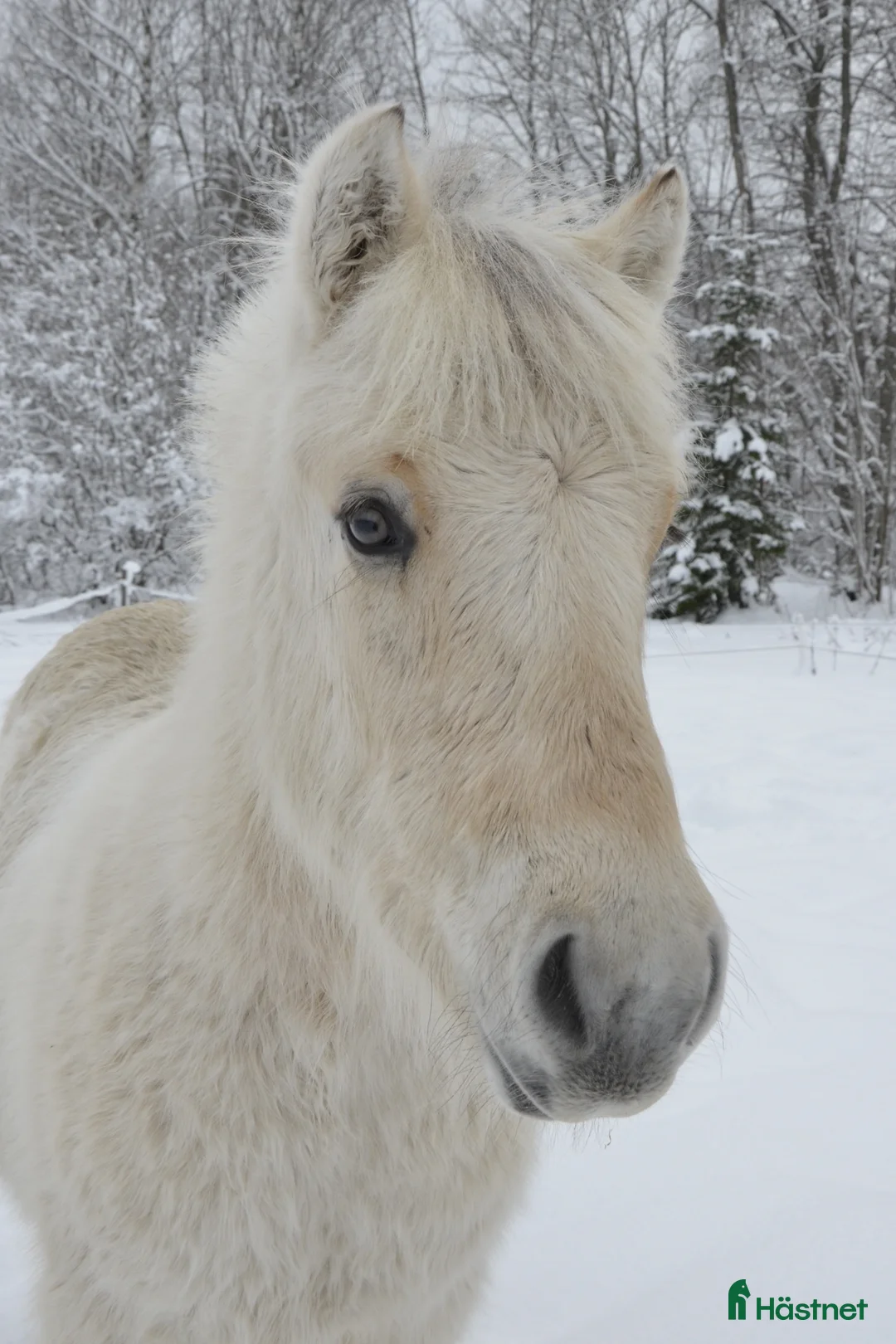 Allround hästar till salu: vitblack åring - Annons 5