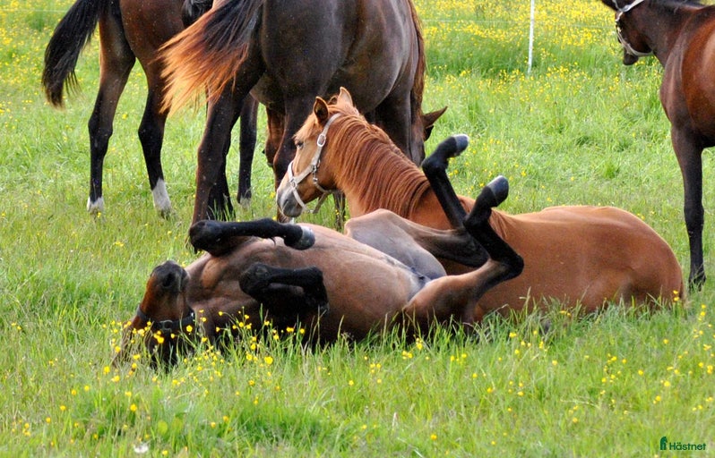 Galleribild {{count}}