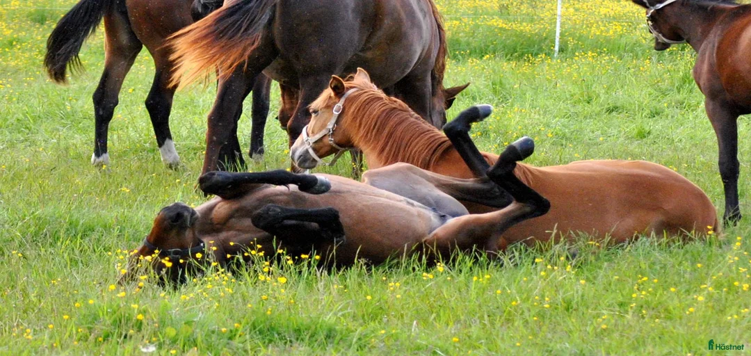 Galleribild {{count}}