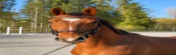 Hoppning hästar till salu: 3-årig valack med toppstam – framtidslöfte! - Annons 2