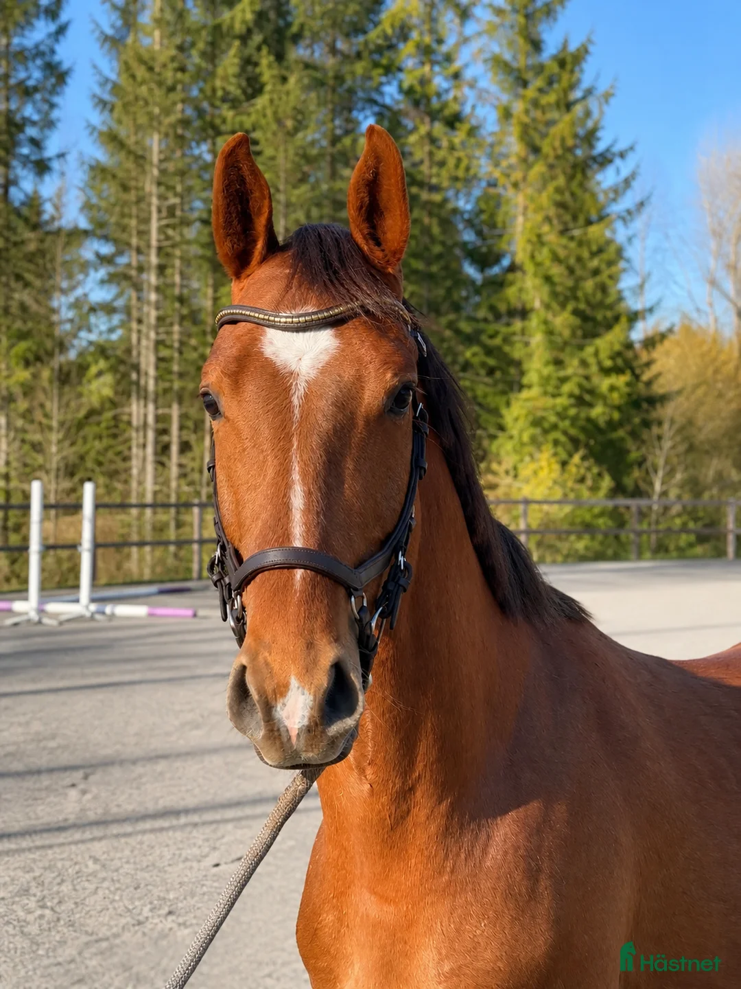 Hoppning hästar till salu: 3-årig valack med toppstam – framtidslöfte! - Annons 2