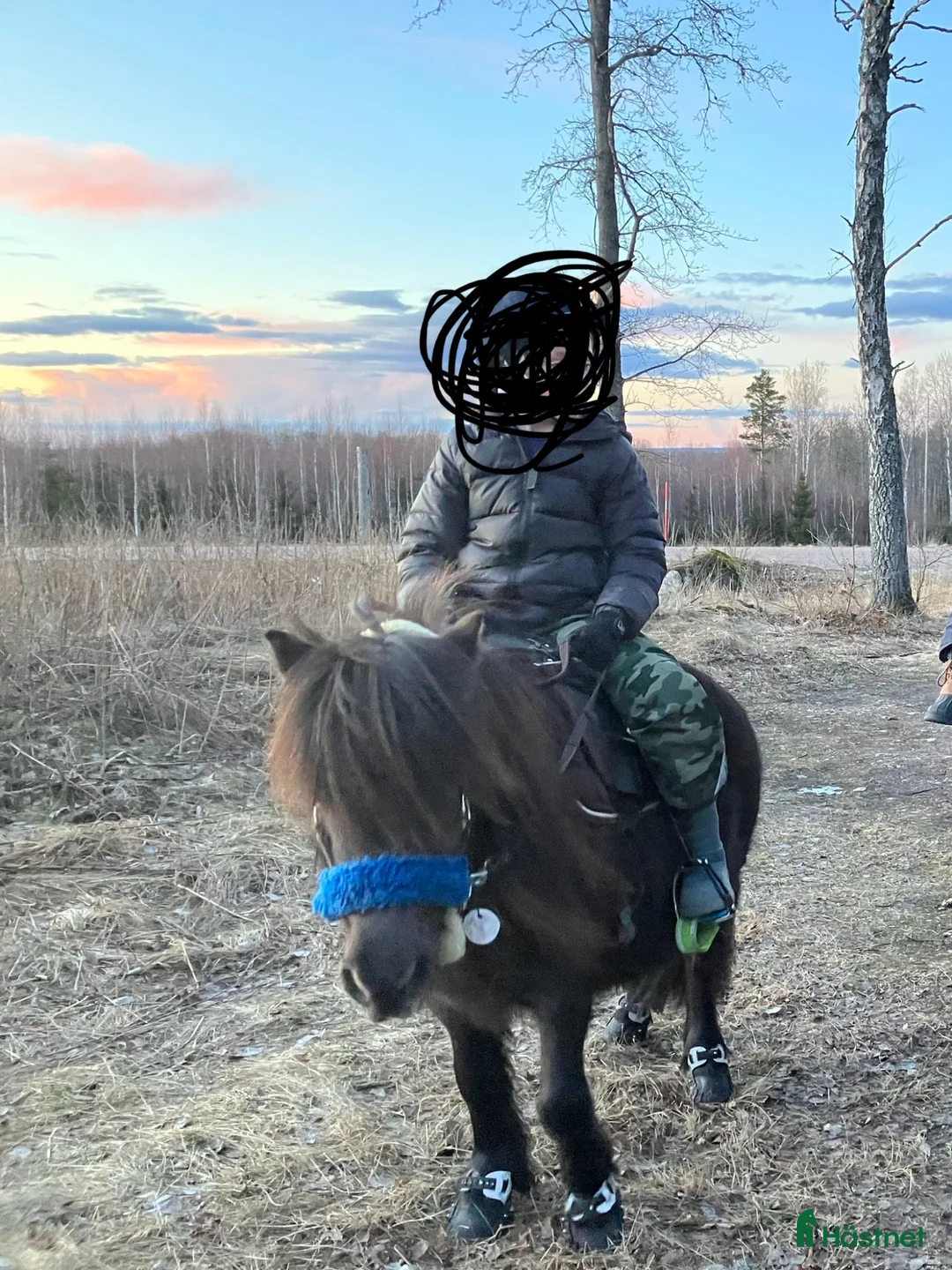 Övrigt hästar till salu: Musblack hingstföl född 21/5 i Strömsholm - Annons 7