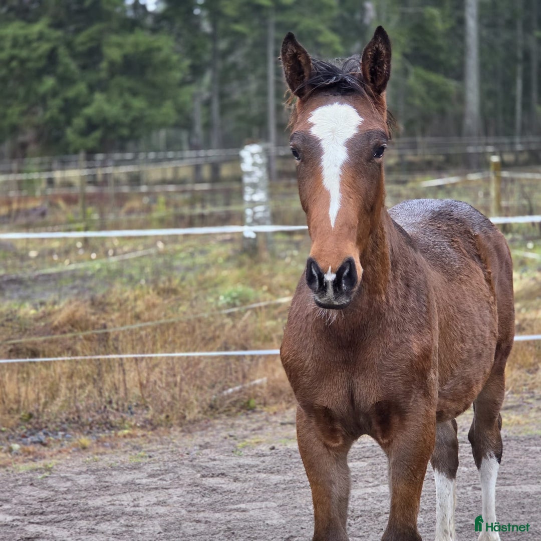 Allround hästar till salu: Charmigt hingstföl e. Hemerald i Skillingaryd - Annons 3