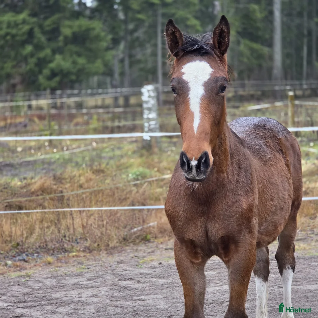 Allround hästar till salu: Charmigt hingstföl e. Hemerald - Annons 6