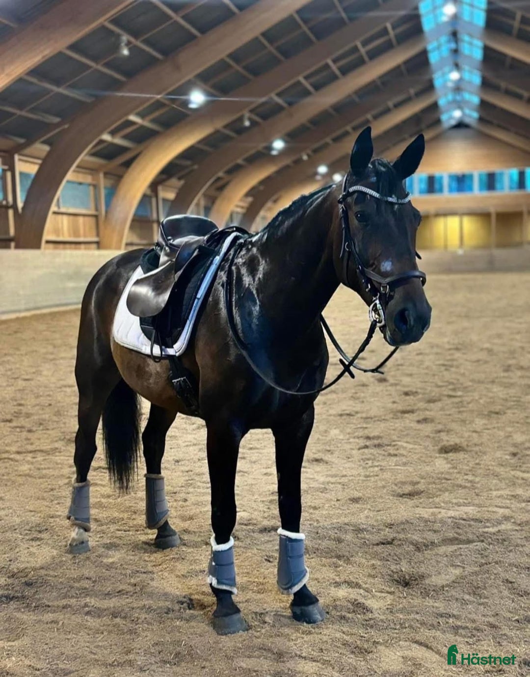 Övrigt hästar sökes: Medryttare sökes  i Vetlanda - Annons 1