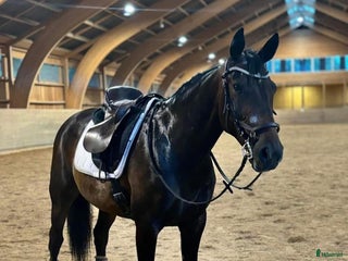 Övrigt hästar sökes: Medryttare sökes i Vetlanda - Annons 1